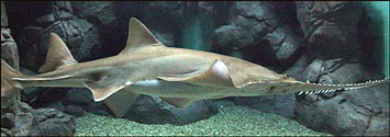 Pristis pristis_04.jpg